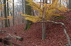 Links der Steilhang, rechts der Wall