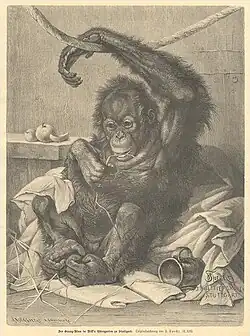Orang Utan in Nills Tiergarten von Friedrich Specht, 1888