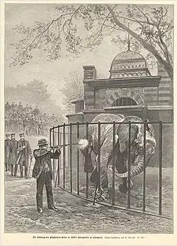 Erschießung des Elefanten Peter in Nills Tiergarten, 1893