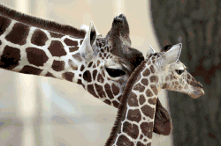 Der junge Giraffenbulle Naledi (geb. 2013) mit seiner Mutter Kabonga