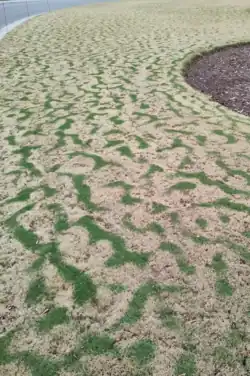 Ein Rasen zeigt "tiger striping" nach dem ersten Frost des Jahres in North Carolina durch die Rayleigh-Bénard-Konvektion.[11]