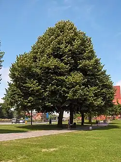 Silber-Linde im Sommer