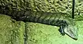 Riesenblauzungenskink (Tiliqua gigas)