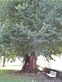 Sitzbank unter der Tillylinde