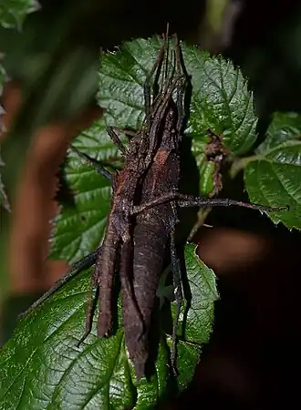 Pärchen von Tisamenus charestae aus Ifugao
