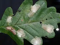 Blattminen an Stieleiche