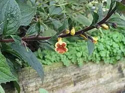 Die gelb und rot gemusterte Blüte ist an einer Pflanze fotografiert zu sehen.