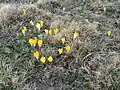 Crocus scardicus (F)