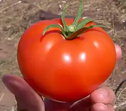 Saftige, reife Tomate