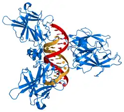 Nuclear factor of activated T-cells 5, tonicity-responsive
