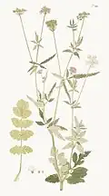 Illustration aus Jacquins Flora Austriaca