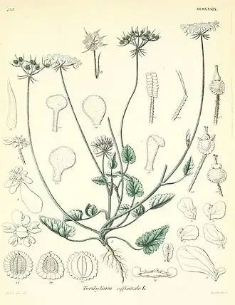 Illustration von Tordylium officinale L.