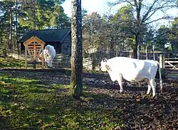 Die Landrasse Bohuskulla