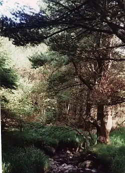 Der Wald in Trongisvágur