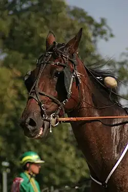 Ohrenstöpsel gezogen