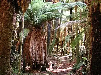 Dicksonia squarrosa als Baumfarn-Unterwuchs im Whirinaki Te Pua-a-Tāne Conservation Park