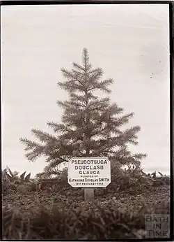 Von Katherine Douglas Smith gesetzter Baum im Garten des Eagle House, 1910