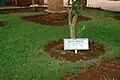 Ein Baum zu Ehren eines ehemaligen Schülers