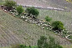 Coburger Fuchsschafe auf einer Brache zwischen Wein­bergen