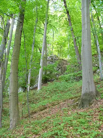 Wald auf dem Třesín
