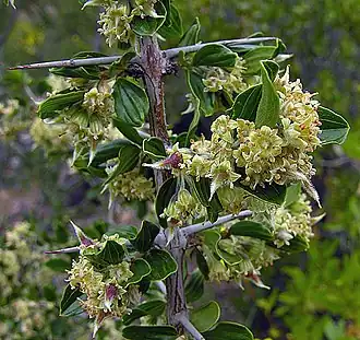 Blüten und Zweige von Trevoa quinquenervia