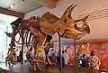Triceratops-Skelett im Natural History Museum of Los Angeles County