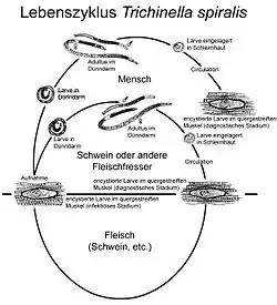 Lebenszyklus von Trichinella spiralis