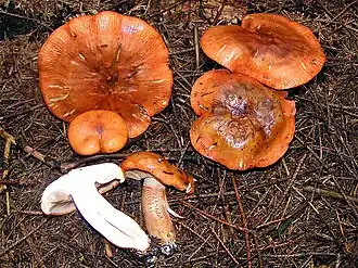 Orangeroter Ritterling Tricholoma aurantium