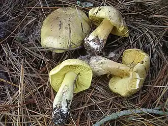 Grünling Tricholoma equestre