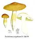 Tricholoma coryphaeum (G.&nbsp;Bresadola Iconographia Mycologica Tab.&nbsp;54)