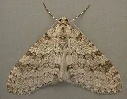 schwach gebänderte Form