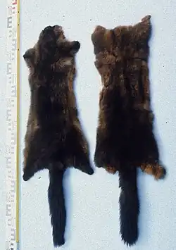 Neuseeländische Possumfelle („Tasmanisch Opossum“)