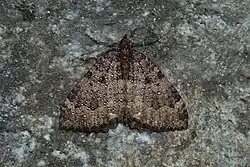 2025 Olivbrauner Höhlenspanner