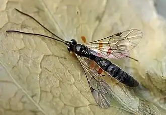 Tromatobia ovivora, Männchen