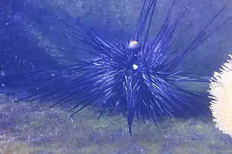 D. antillarum im Scarborough Sea Life Sanctuary, England