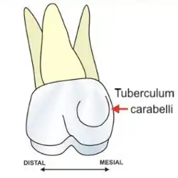 Tuberculum Carabelli