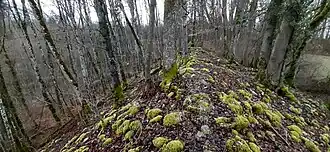 Blick nach Norden: vorgeschichtlicher Wall im Westen