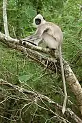 Südlicher Hanuman-Langur (Semnopithecus priam)