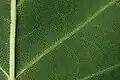 Blattunterseite eines Blattes des Tulpenbaums (Liriodendron tulipifera)