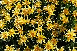 Viele gelbe fast sternförmige Blüten mit länglichen Blütenblättern von oben fotografiert