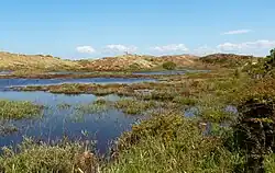 zwischen Sint Maartenszee und Petten, Dünengebiet Pettemerduinen