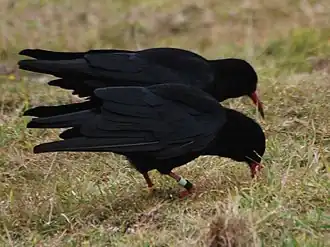 Zwei Alpenkrähen auf einer Wiese