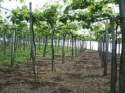 Reben im baskischen Anbaugebiet Getariako Txakolina