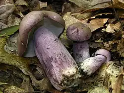 Tylopilus plumbeoviolaceus