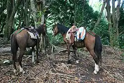 Links ein dunkler Braunfalbe – erkennbar am Aalstrich und den helleren Randhaaren der Mähne –, rechts ein Brauner