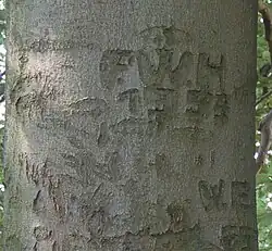 Geschnitzte Initialen in der Rinde eines alten Baumes