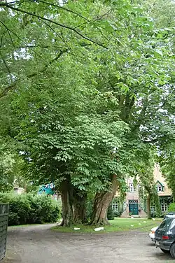 Drei Rosskastanien als Baumgruppe im Klosterbezirk