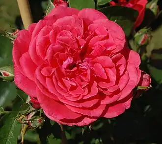 ‘Uetersens Rosenkönigin’, Kordes, 2009
