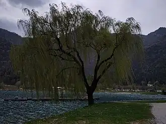 Ufer am Ledrosee im Val di Ledro