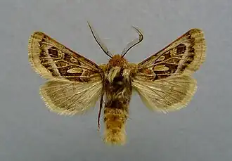 Ulochlaena hirta: Der gelbbraune, nierenförmige Fleck ist die Nierenmakel. Der gelbbraune, tropfenförmige Fleck ist die Ringmakel. Das gelbbraune, längliche Zeichen unterhalb der Ringmakel ist die Zapfenmakel.